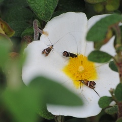 Adela australis