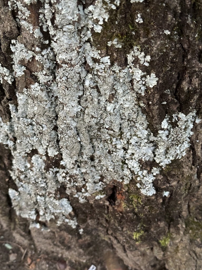 rough speckled shield lichen in February 2024 by Robert Levy · iNaturalist