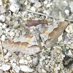 Stenoporpia macdunnoughi