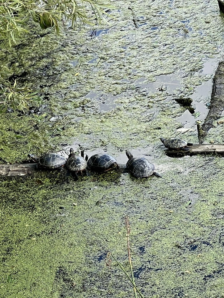 Painted Turtle from Brunswick Lake Peninsula & Nature Center, Brunswick ...