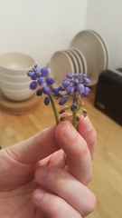 Muscari armeniacum