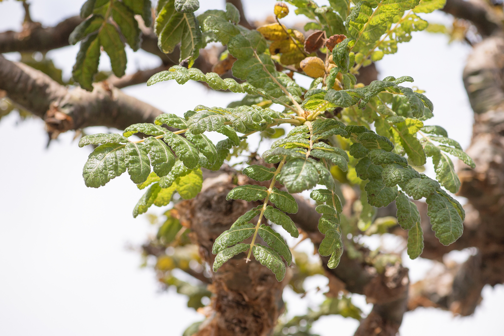 Boswellia ameero · iNaturalist