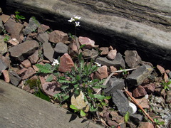 Arabidopsis arenosa