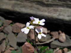 Arabidopsis arenosa