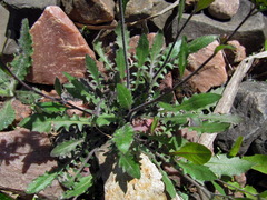 Arabidopsis arenosa