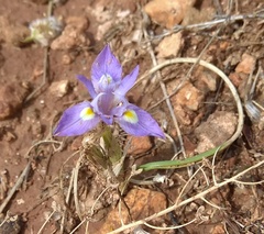 Moraea mediterranea