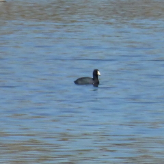 Fulica americana