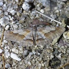 Stenoporpia macdunnoughi