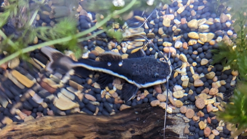 Red Tail Catfish