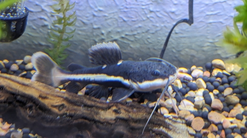 Red Tail Catfish
