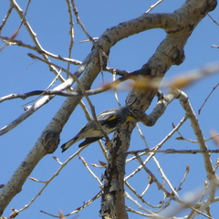 Setophaga coronata