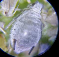 Dysaphis plantaginea