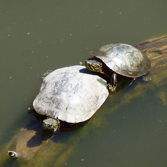 Chrysemys picta bellii