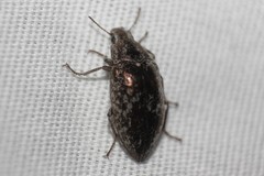 Pechalius dentiger
