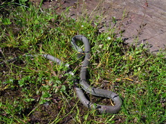 Natrix natrix