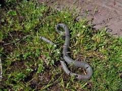 Natrix natrix