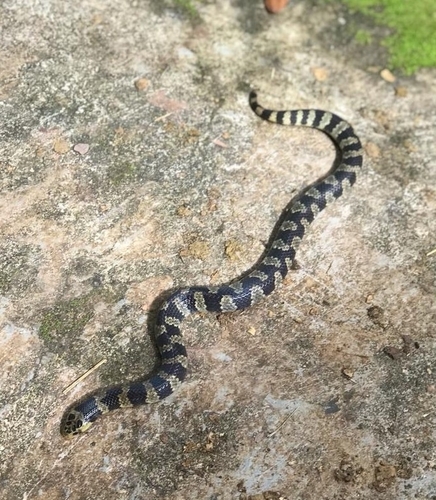 Photo of a Southern Ground Snake (Atractus trihedrurus)