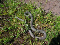 Natrix natrix