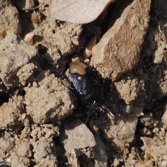 Cydnus aterrimus