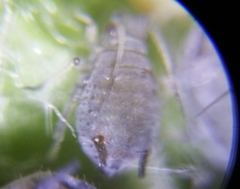 Dysaphis plantaginea