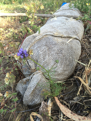 Gilia capitata chamissonis