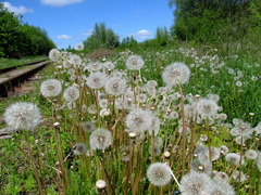 Taraxacum officinale