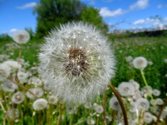 Taraxacum officinale