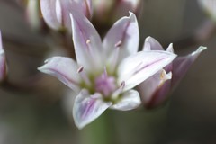 Allium macropetalum