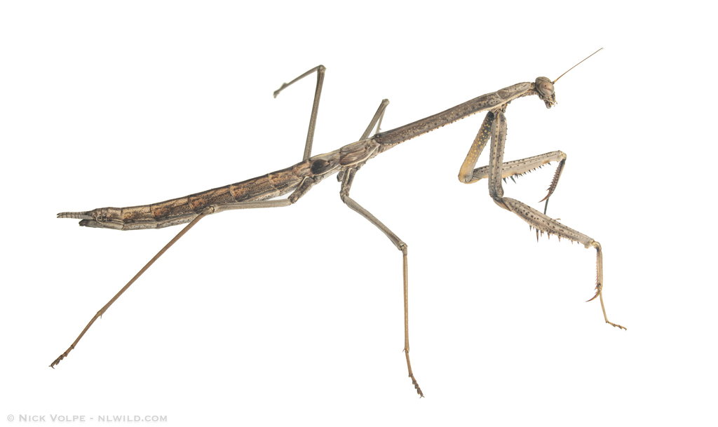 Corthylomantis baldersoni