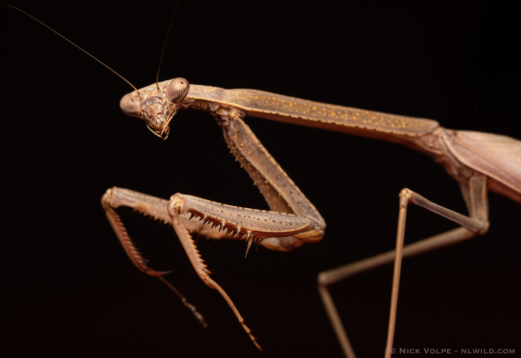 Corthylomantis