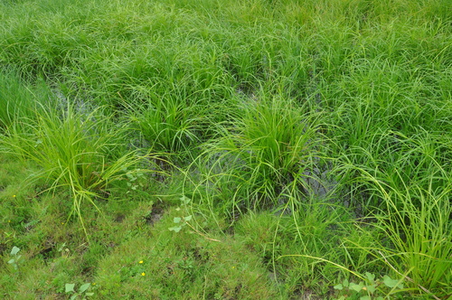 Scirpus radicans iNat (1)