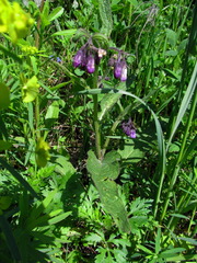 Symphytum officinale