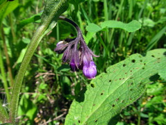 Symphytum officinale