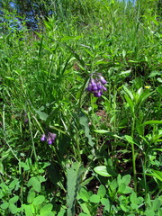 Symphytum officinale