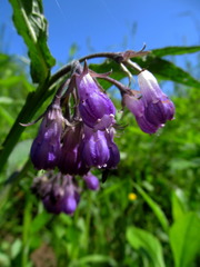Symphytum officinale