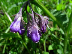 Symphytum officinale