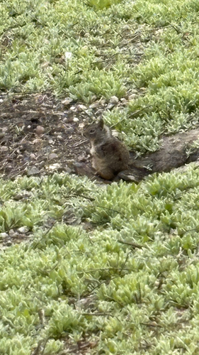 iNaturalist observation photo of California Ground Squirrel