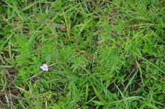 Gratiola officinalis