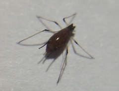 Macrosiphum rosae