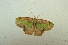 Eucyclodes discipennata