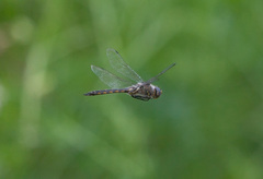 Epitheca petechialis