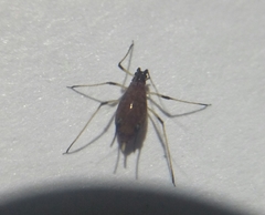 Macrosiphum rosae