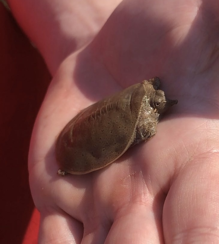 Softshell Eastern Eastern Spiny Softshell from Crawford County, PA, USA on May 14, 2020 ...
