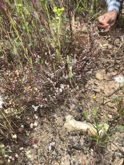 Dudleya blochmaniae blochmaniae