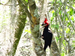 Campephilus leucopogon