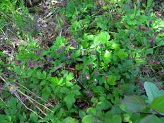 Geum rivale