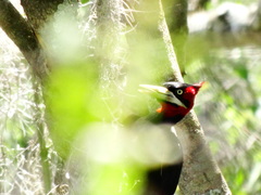 Campephilus leucopogon