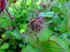 Geum rivale