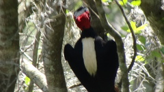 Campephilus leucopogon