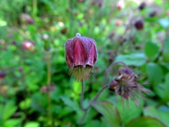 Geum rivale
